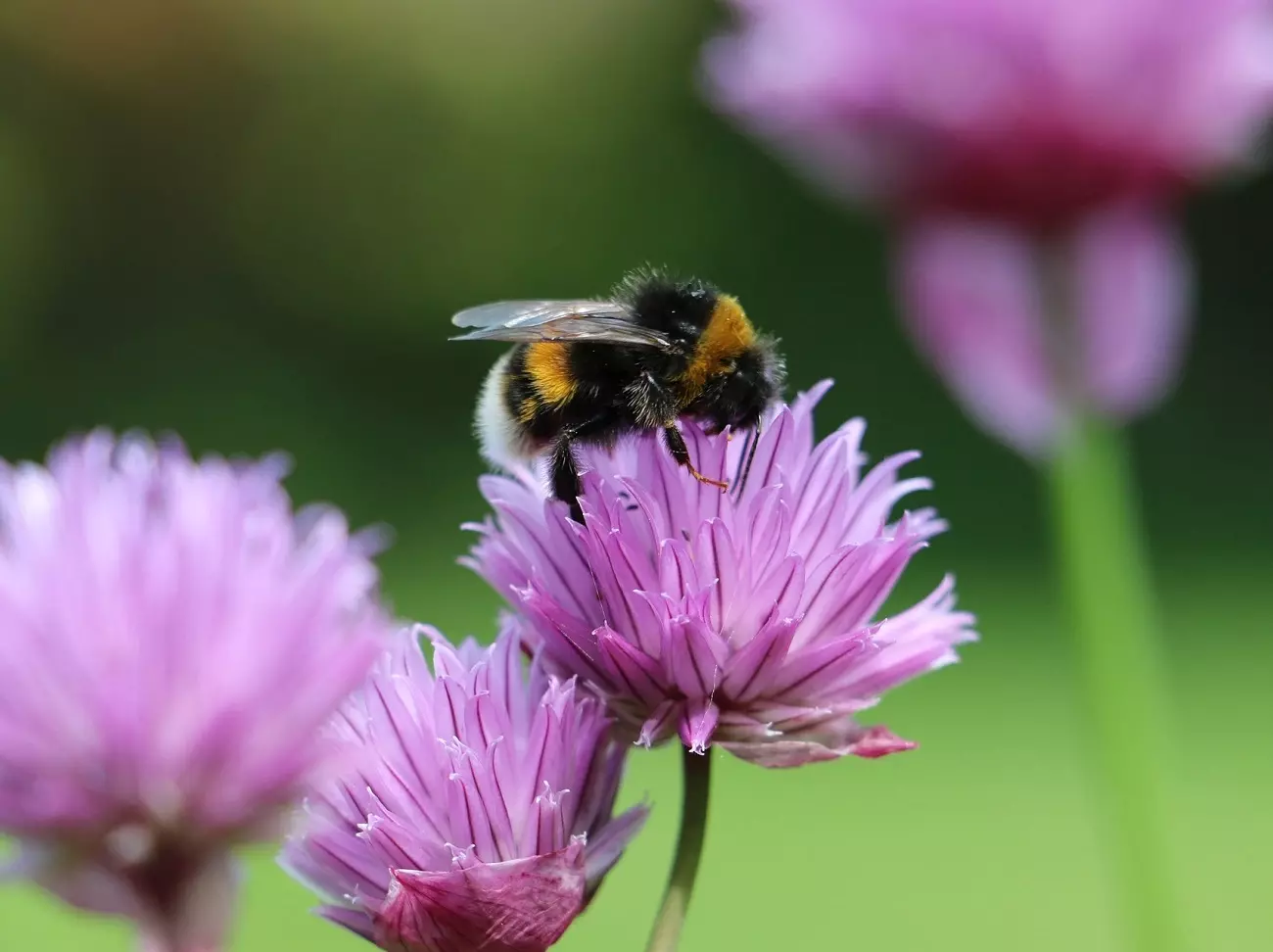 Buzzing with Life: How to Create a Bee-Friendly Garden