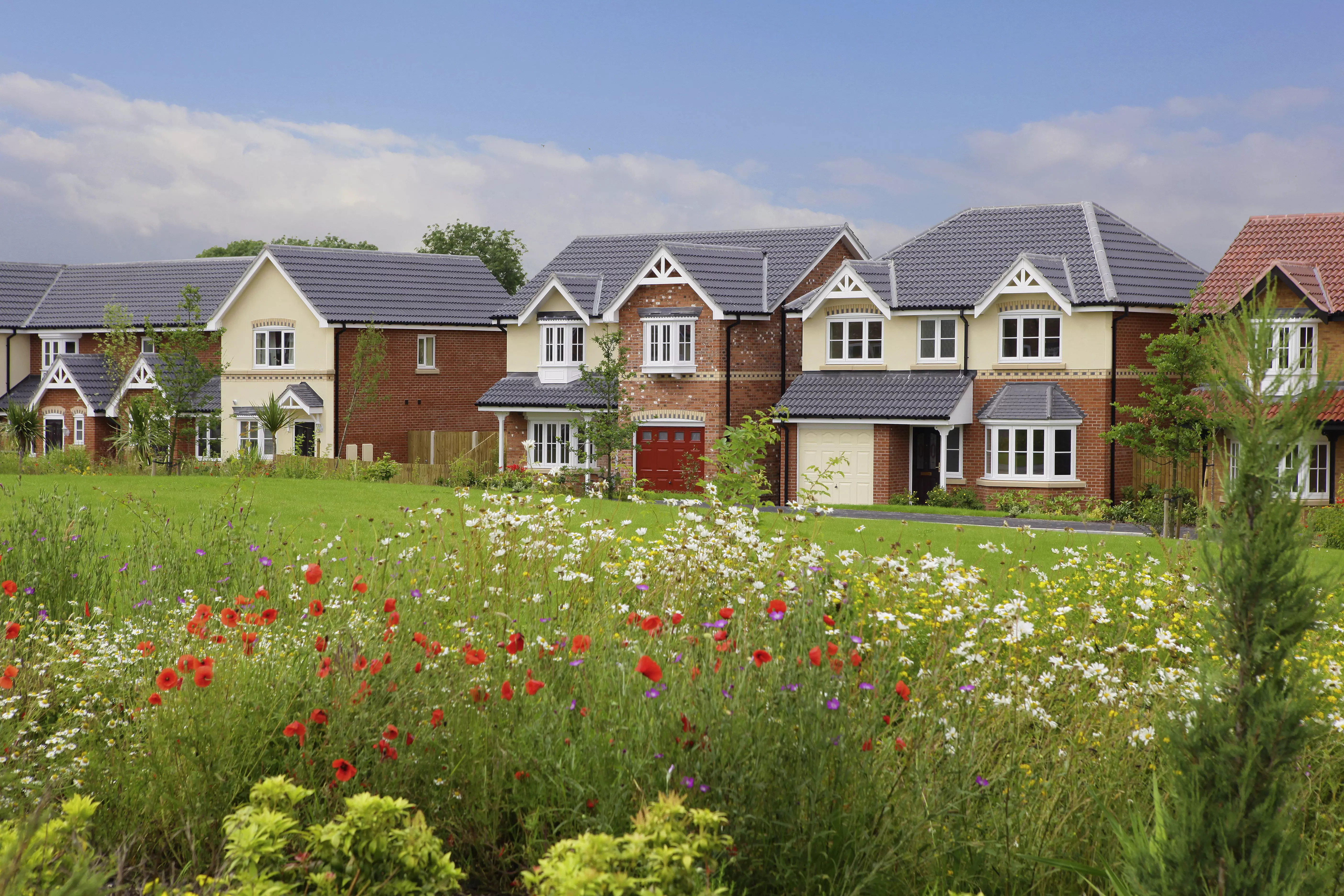 Streetscene with wild flowers